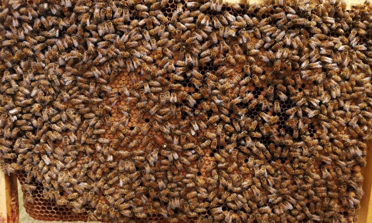 [Biodiversité] Notre agence de Bois-Colombes a accueilli 3 ruches 🐝